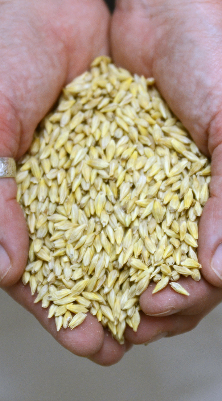 Hands holding a handful of yellow barley against a neutral background