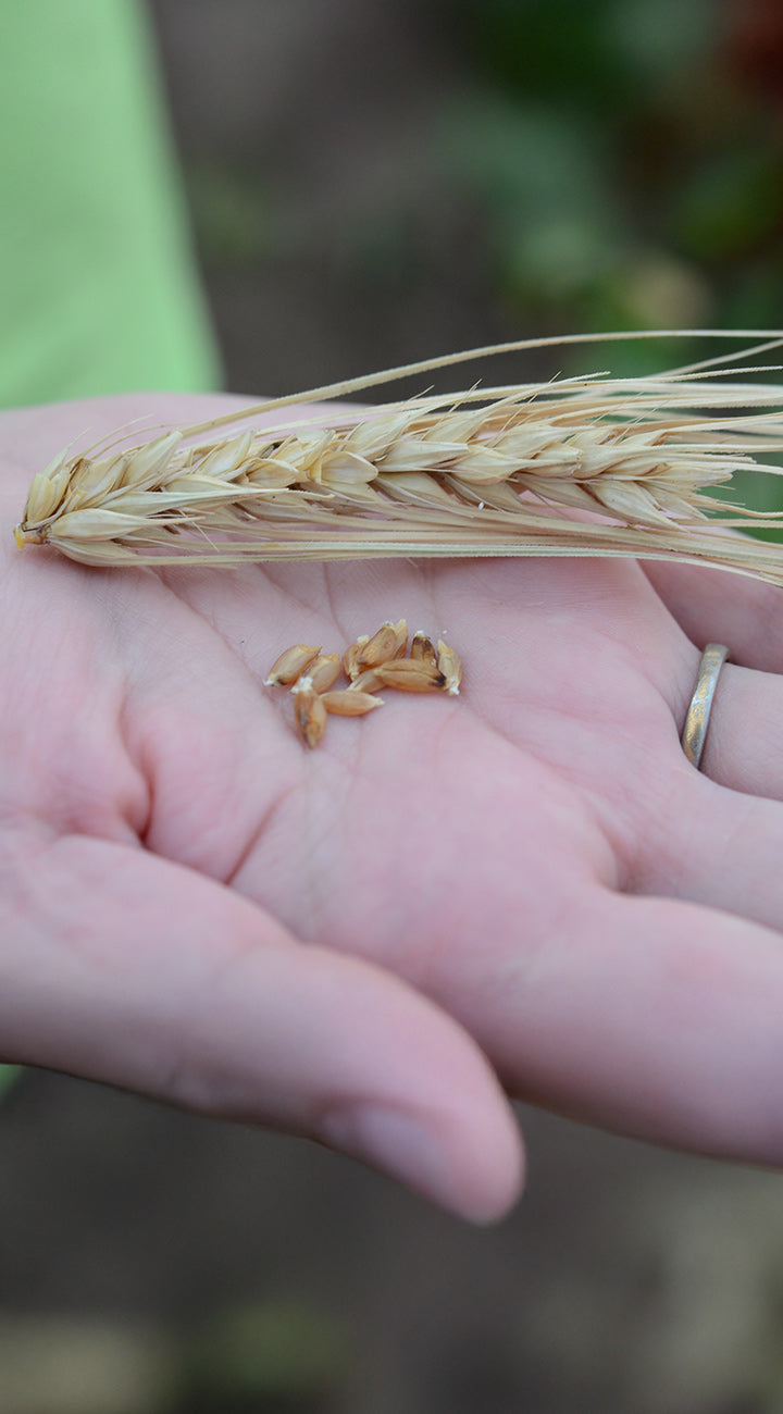Hand holding a small bundle of barley with seeds, blurred green background