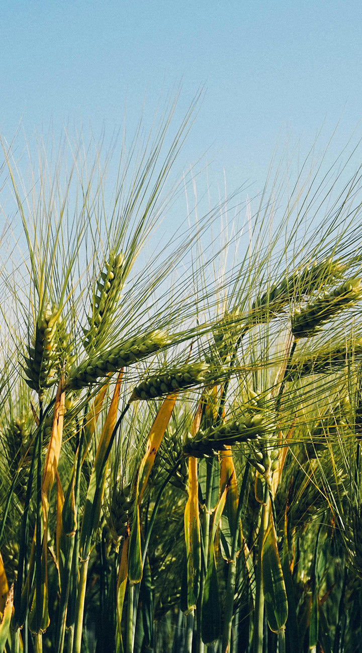 Close-up of green barley stalks against a clear blue sky