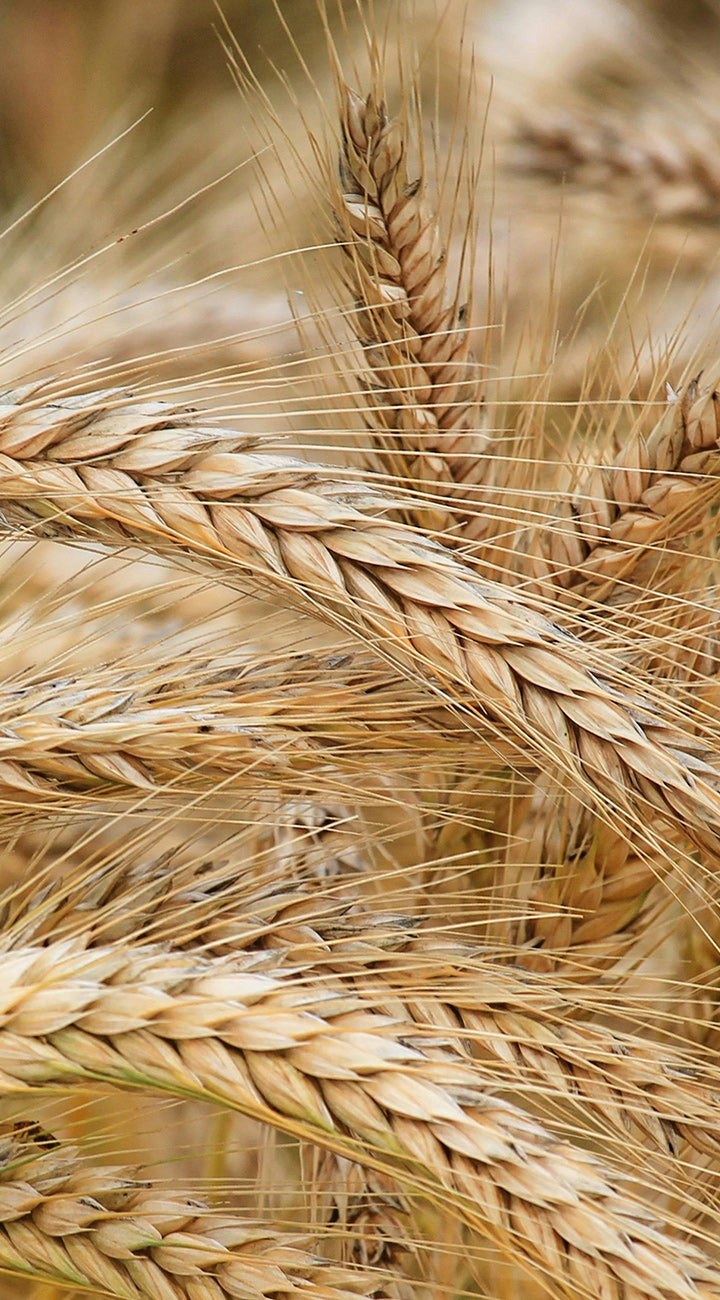 Close-up of Full Pint barley ears showcasing golden mature kernels with a blurred field background