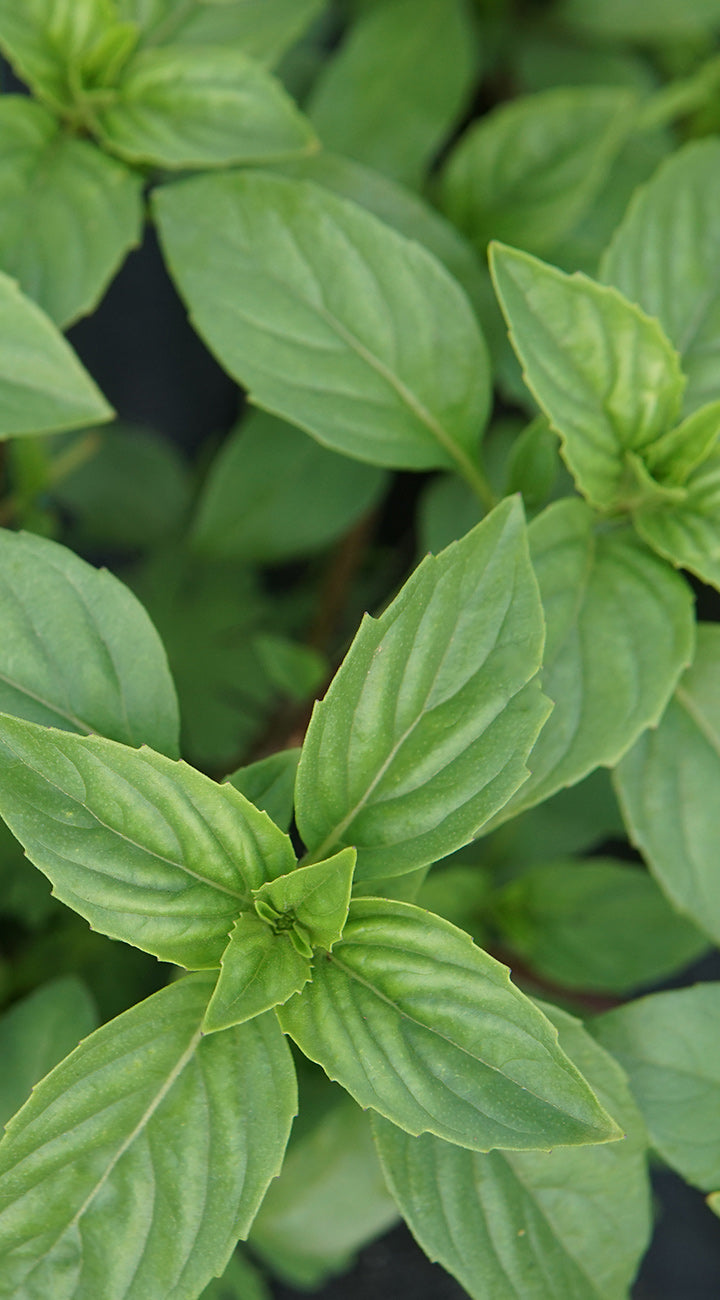 Top-down view of Finissimo Verde A Palla basil showing narrow glossy green leaves in opposite pairs on a blurred background