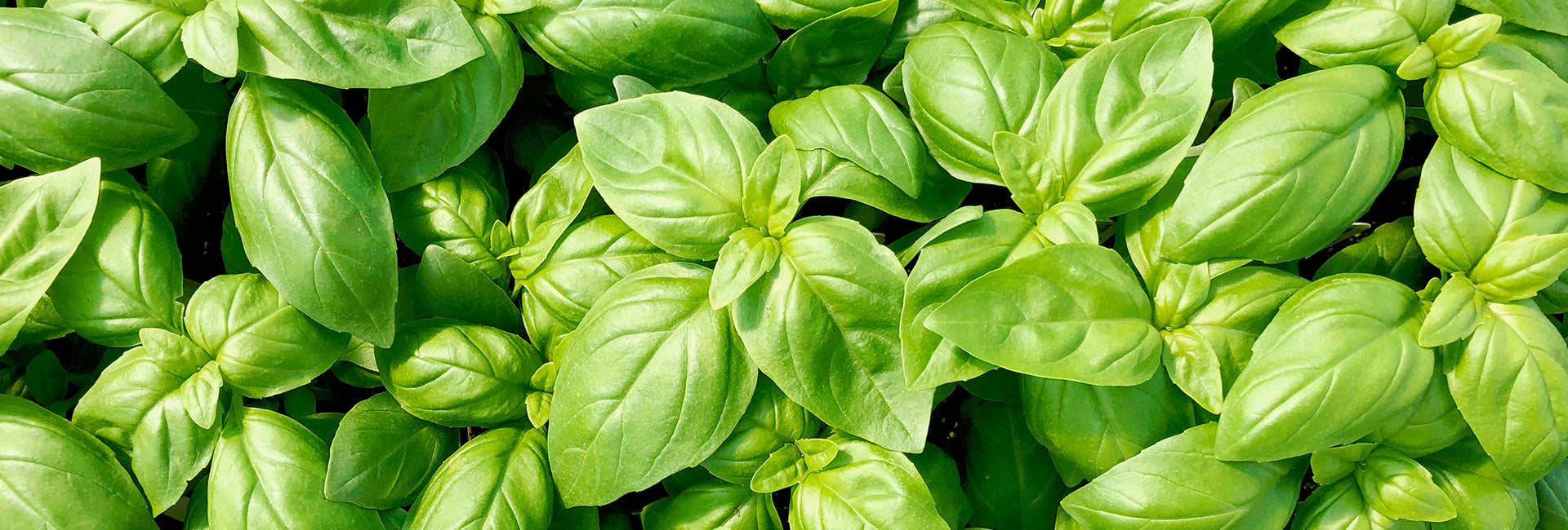 Close-up of green basil leaves