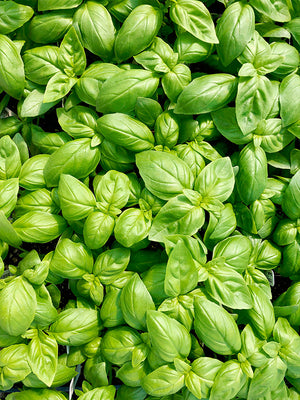 Close-up of a dense cluster of green basil leaves