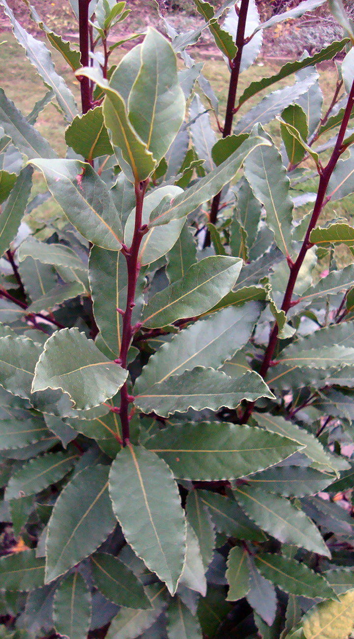 Close-up of bay laurel leaves with a blurred background