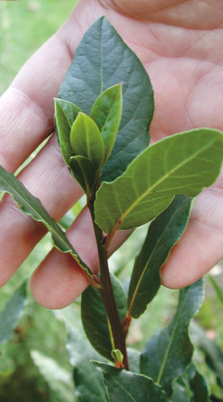 Hand holding a branch with green bay laurel leaves against a blurred natural background