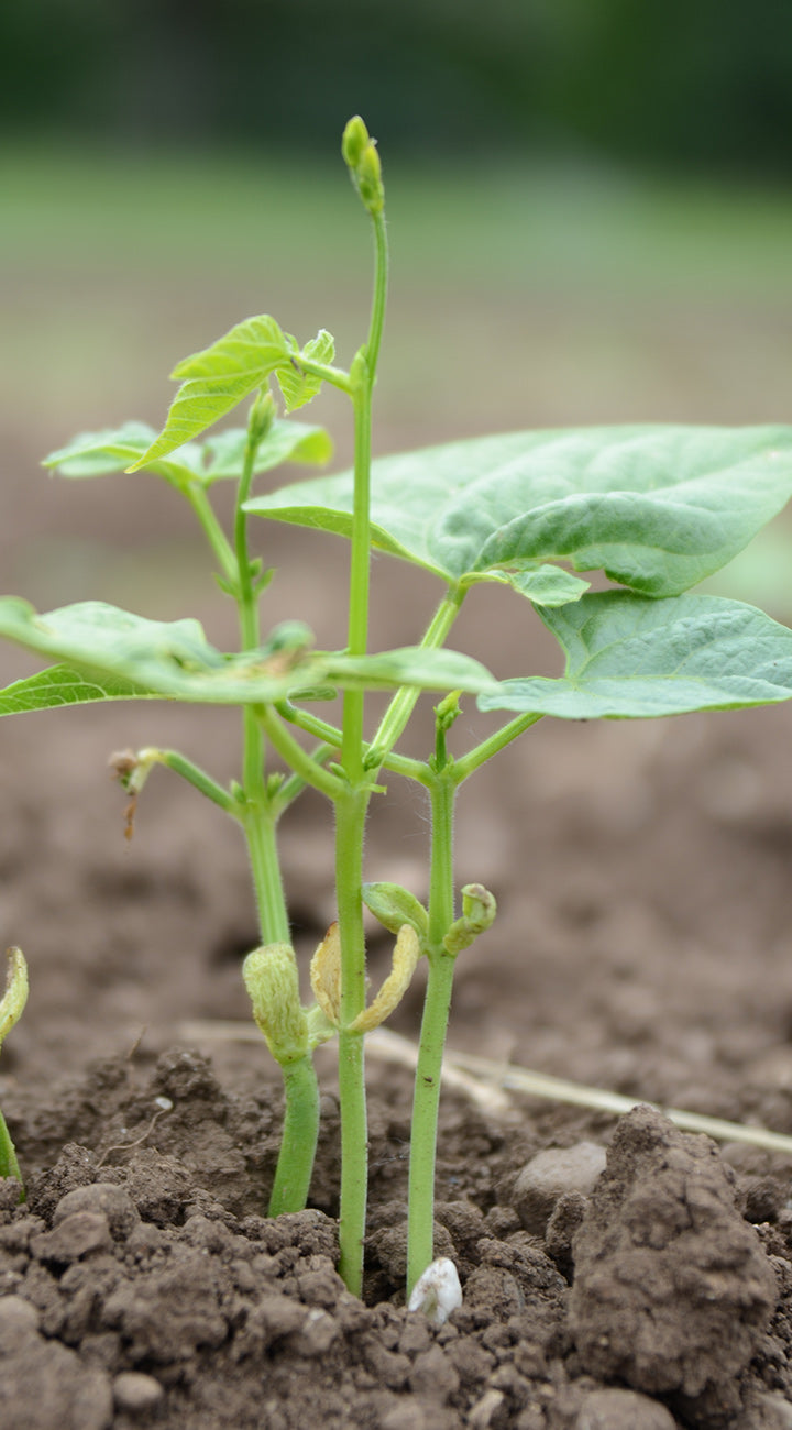 Young bean plant growing in soil with a blurred natural background