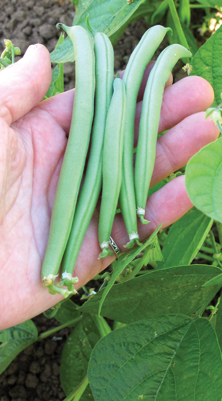Close-up of hand holding Limka green beans showcasing slender smooth pods with garden leaves background