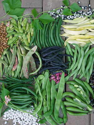 Assorted types of beans on a wooden surface