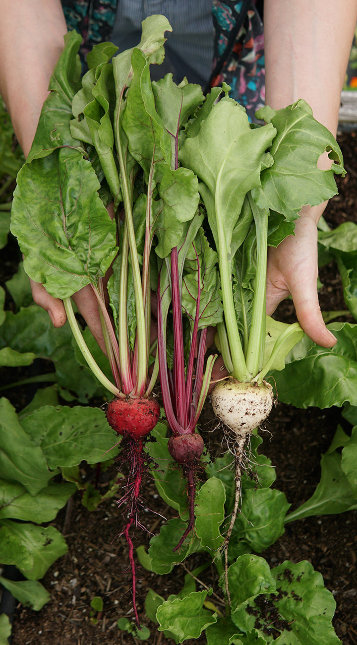 Freshly harvested beets with green leaves held by a person in a garden setting.