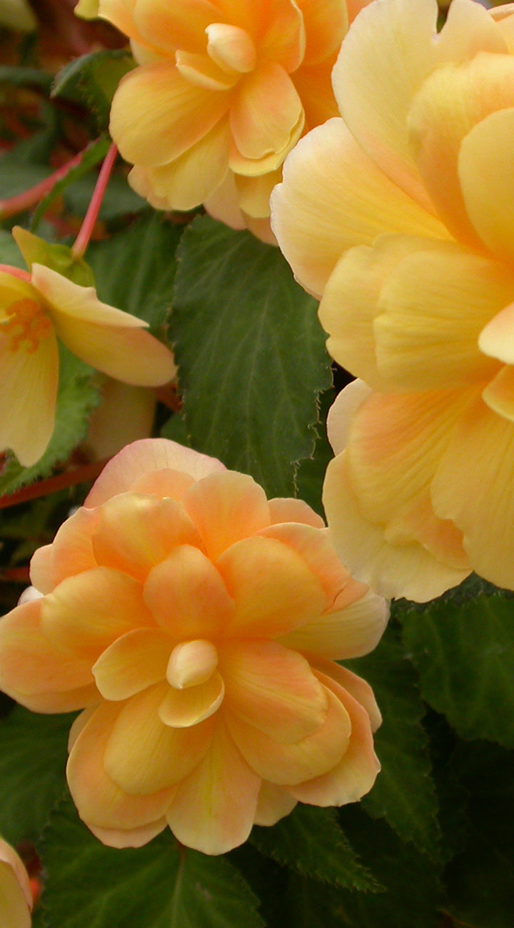 Close-up of yellow begonia flowers with green leaves in the background