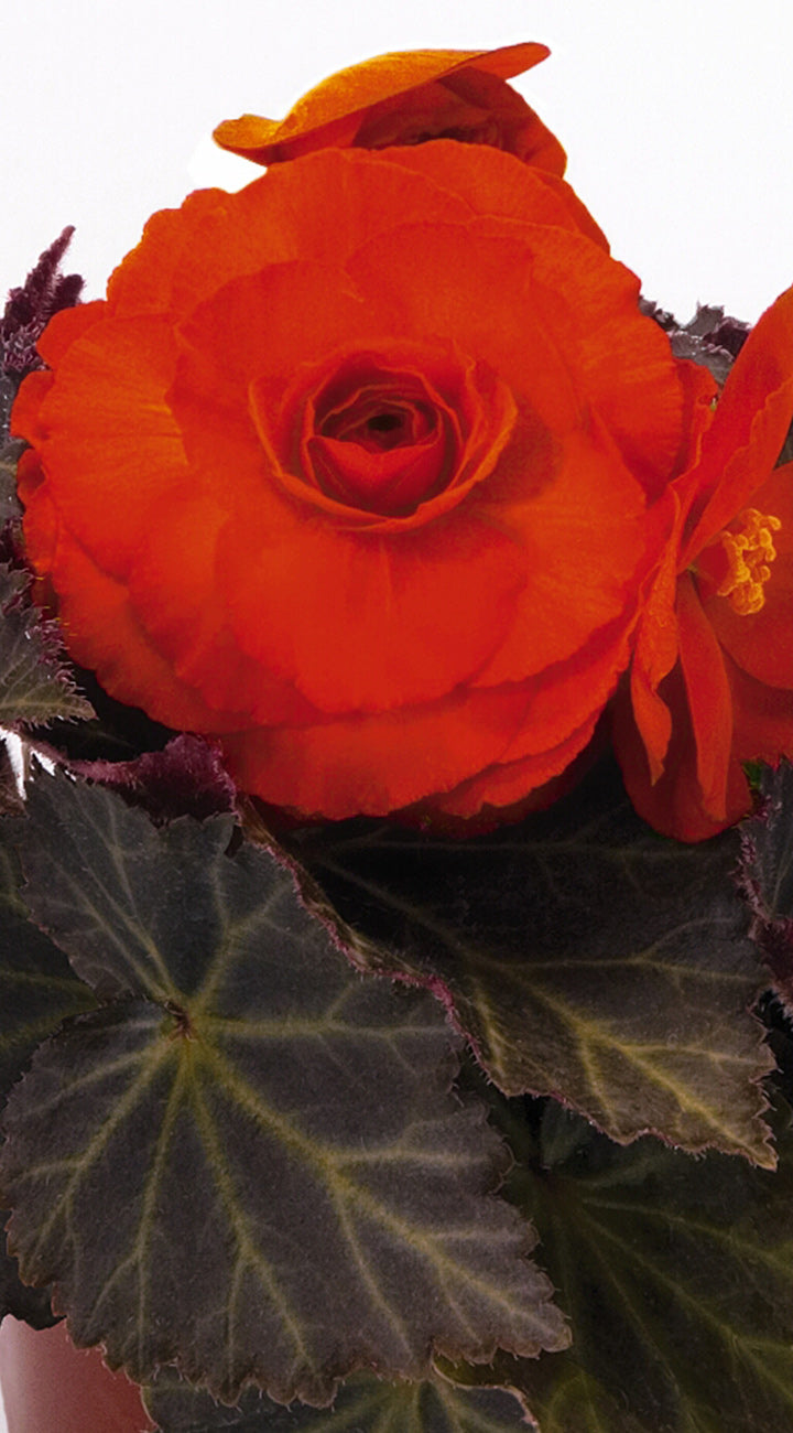 Close-up of a bright orange begonia flower with dark green leaves.