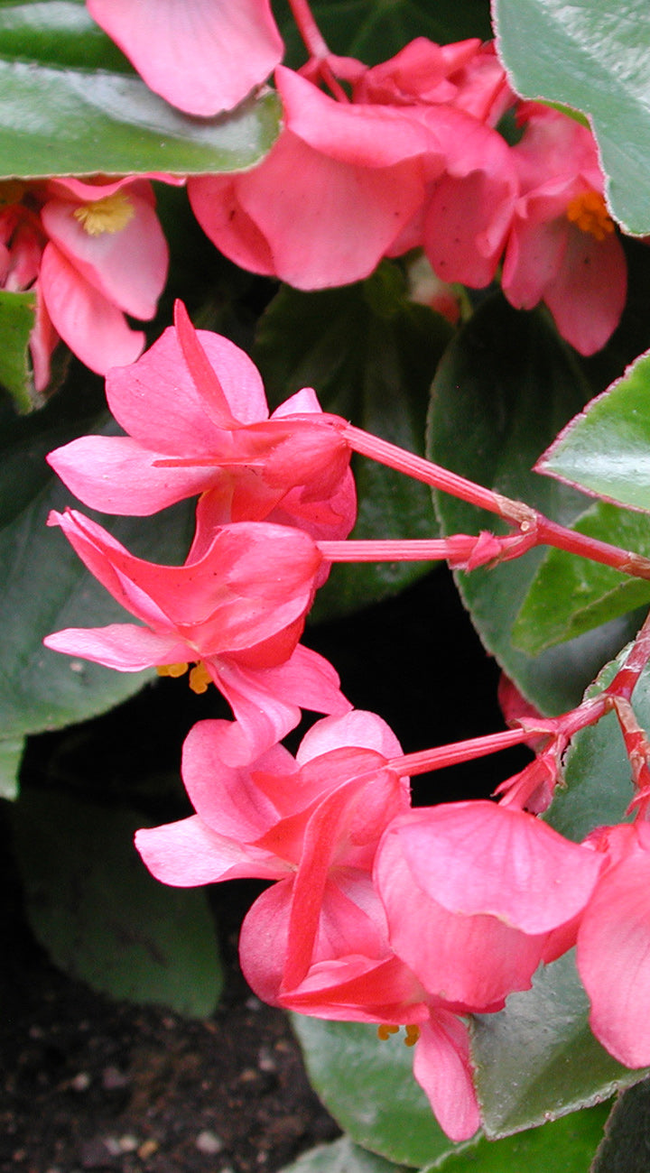Close-up of pink begonia flowers with green leaves