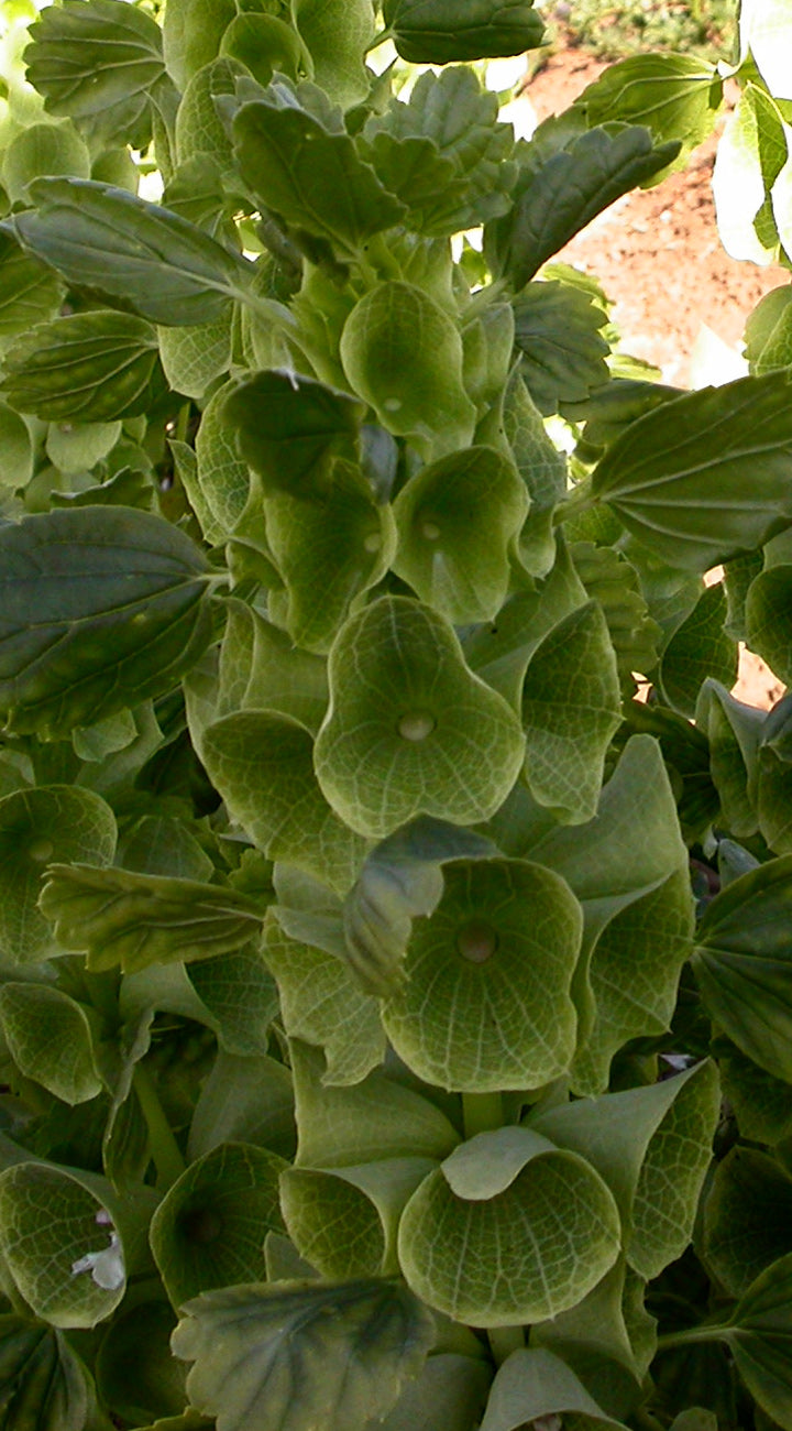 Close-up of green bells of ireland plant with a blurred background