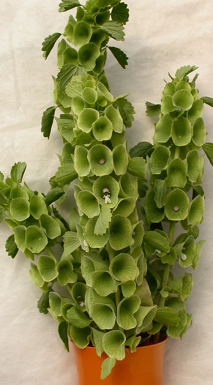 Potted Bells of Ireland with tall lime-green bell-shaped bracts in an orange pot on a neutral background