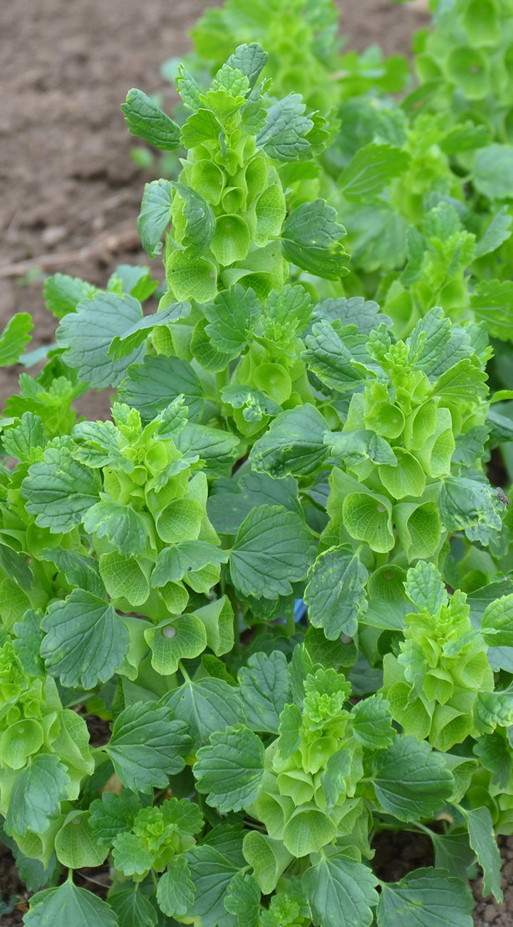 Close-up of green leafy bells of Ireland plants growing in a garden