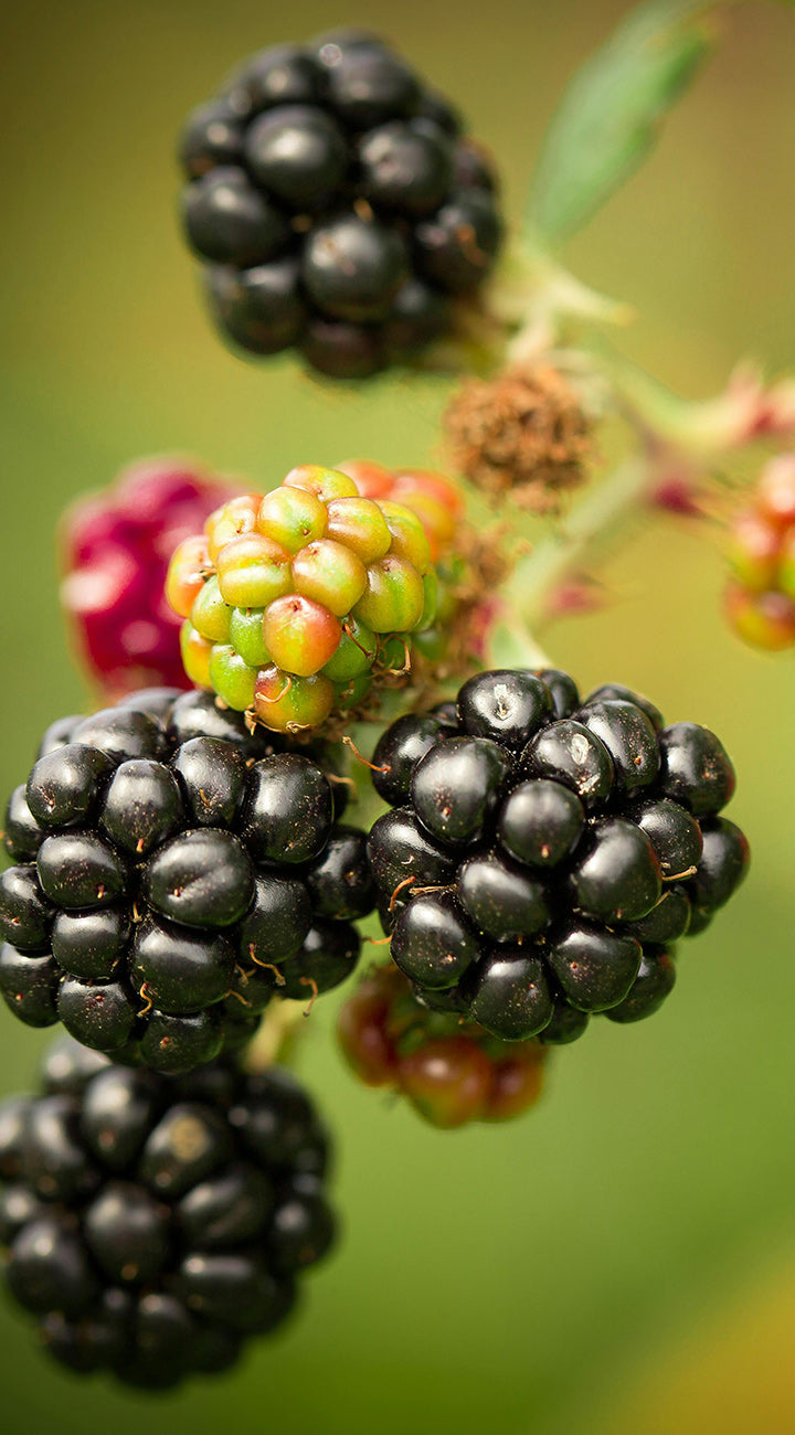 Close-up of Columbia Star blackberry cluster showing ripe glossy black berries and unripe green drupelets against a soft green background