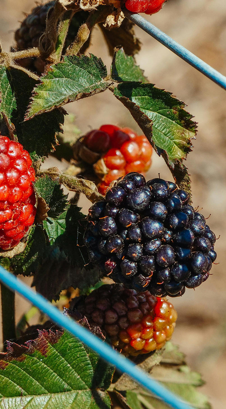Close-up of blackberries on a branch with green leaves.