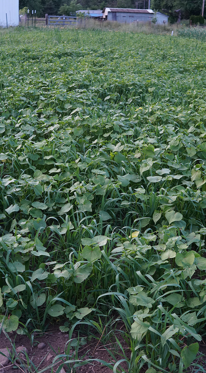 Close-up of Succotash Mix seed plants showing dense mixed green foliage in a garden plot with fence and shed in the background