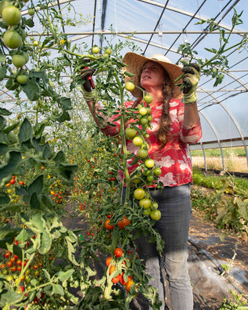 Woman harvesting tomatoes in a greenhouse