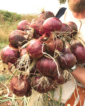 Person holding a bundle of red onions in an outdoor setting