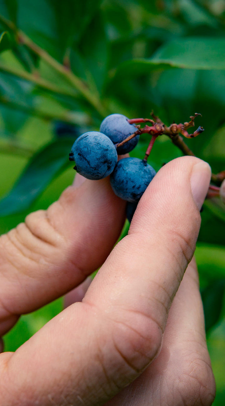 Hand holding blueberries with a blurred green background