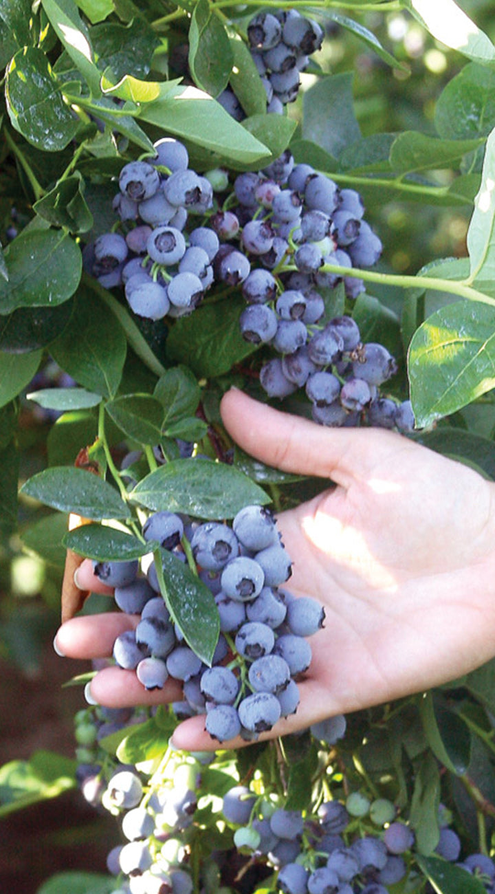 Close-up of Sunshine Blue blueberry plant showcasing heavy clusters of ripe blueberries and green leaves
