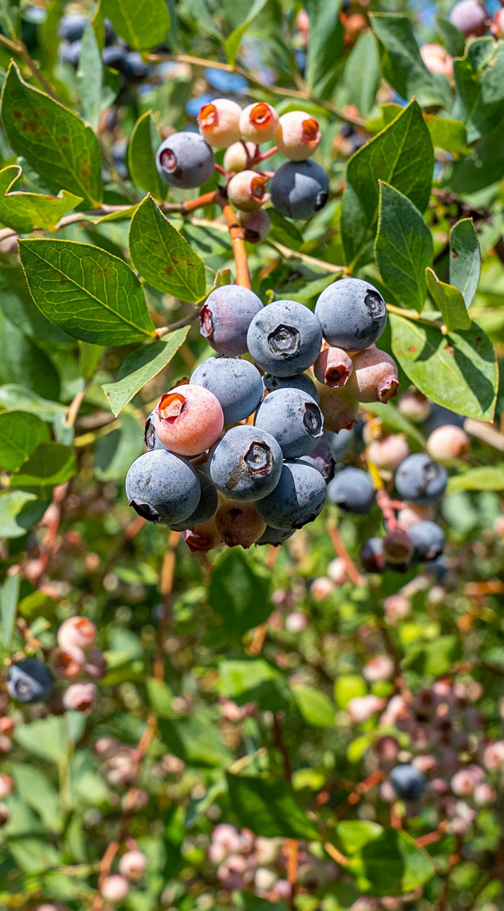 Close-up of blueberries on a bush with green leaves.