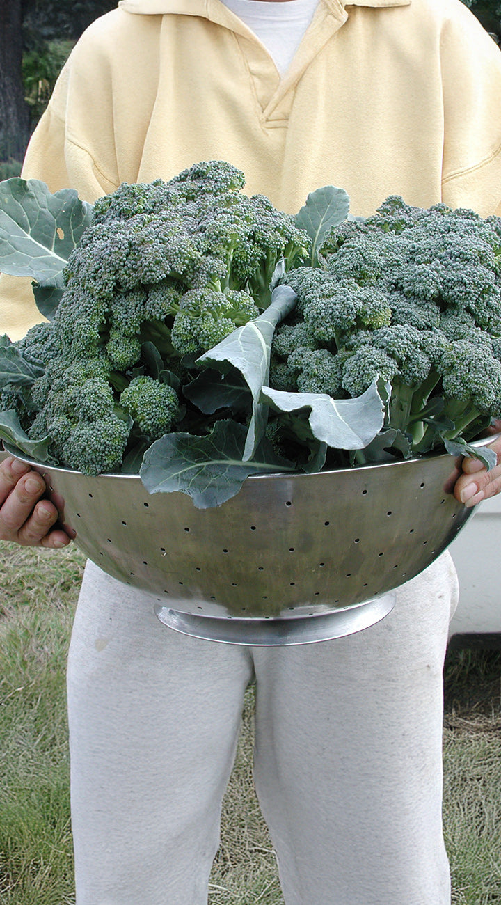 Person holding a colander full of broccoli outdoors