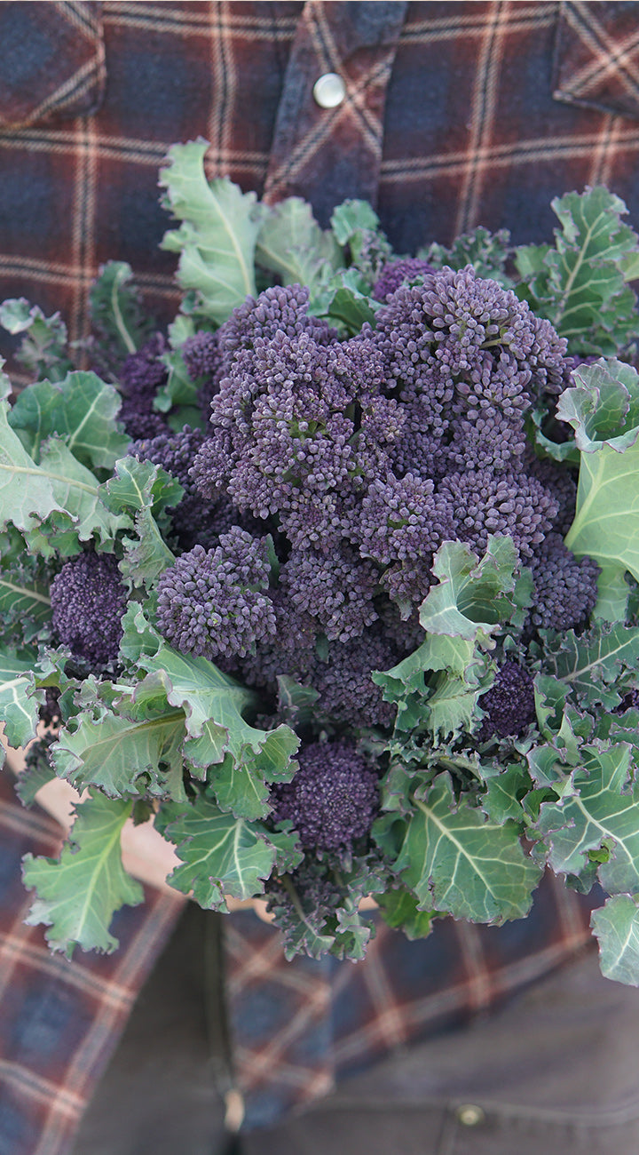 Close-up of Fiesta purple broccoli showcasing deep purple florets and green leaves against a plaid shirt background