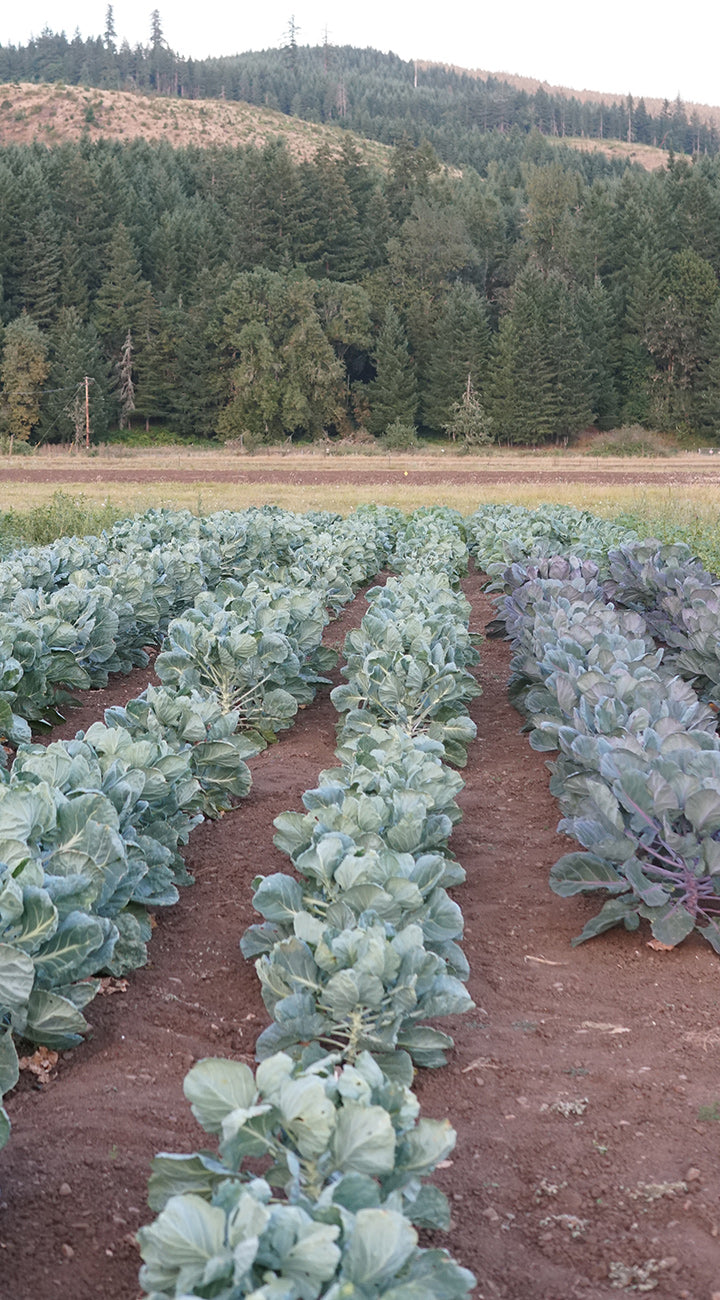 Row of brussles sprout plants in a field with a forest in the background