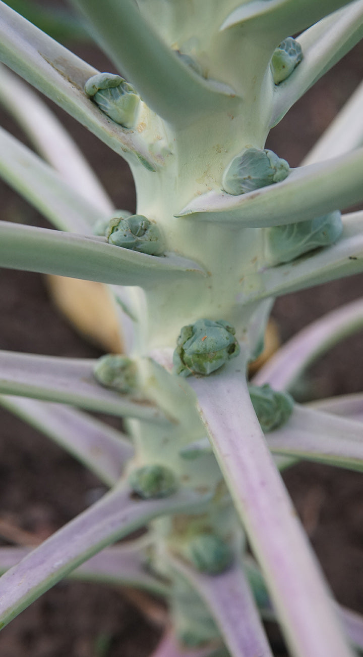 Close-up of Rubine Brussels sprouts stalk showing small developing buds at leaf nodes with blurred soil background