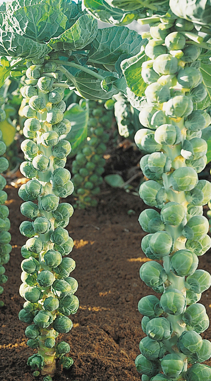 Brussels sprouts growing on a plant in a garden setting
