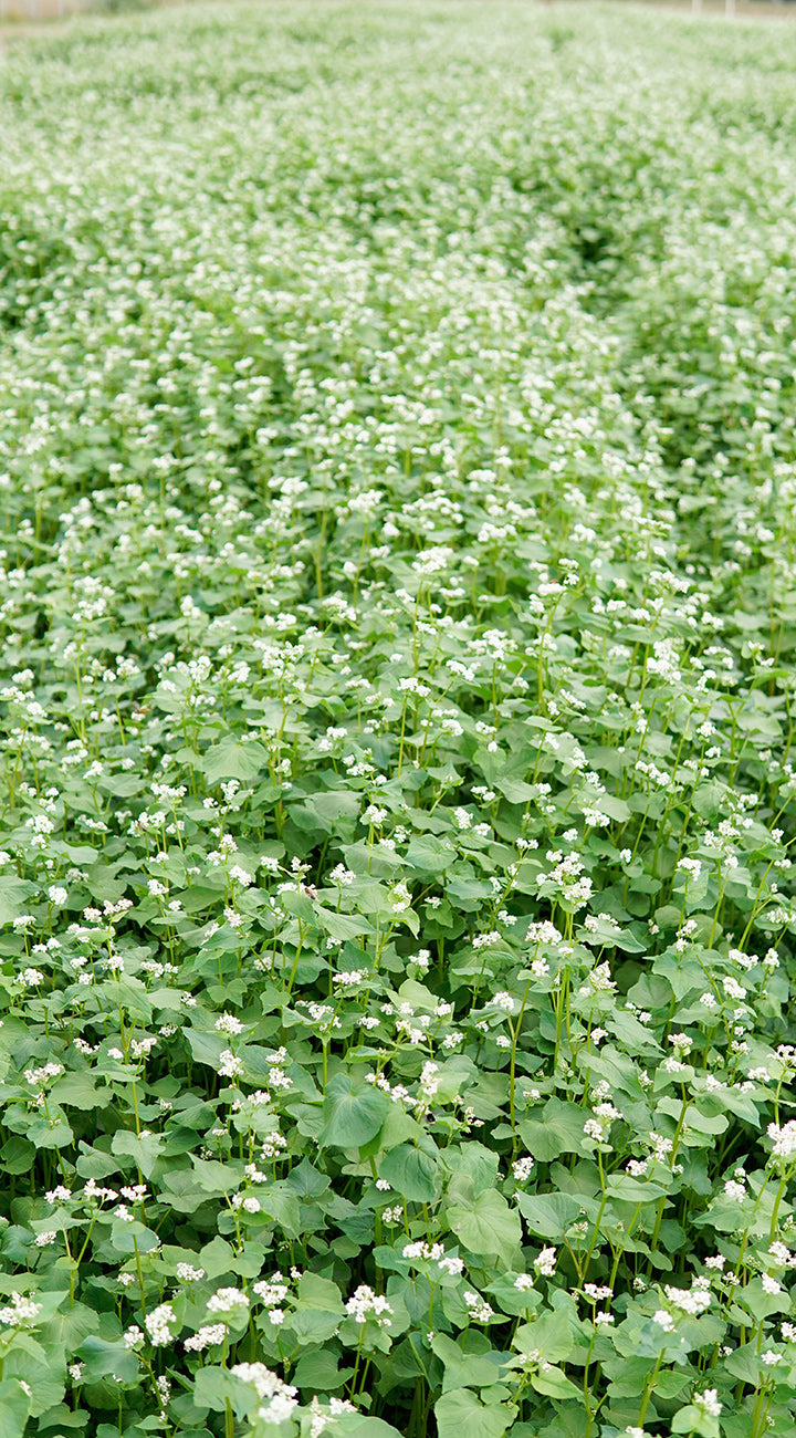 Field of green buckwheat plants with white flowers