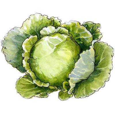 Decorative illustration of a green cabbage on a white background