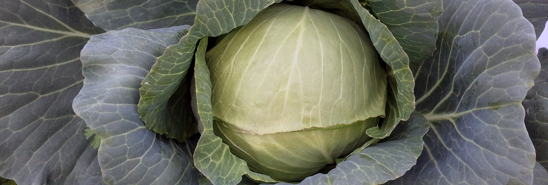 Close-up of a green cabbage with large leaves