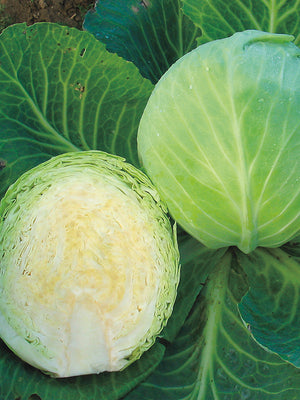 Two green cabbages with a close-up view of their texture.