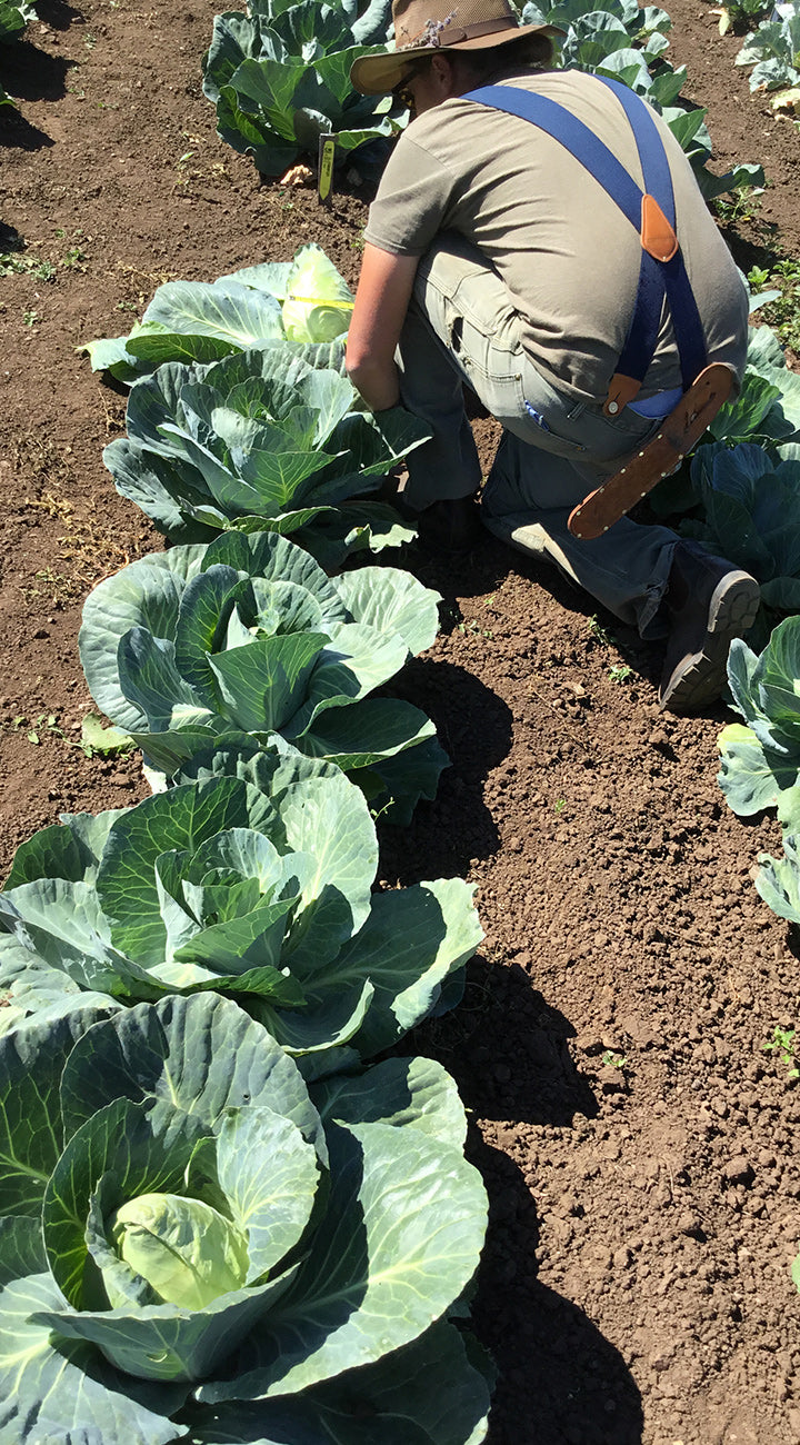 Person tending to cabbage plants in a field