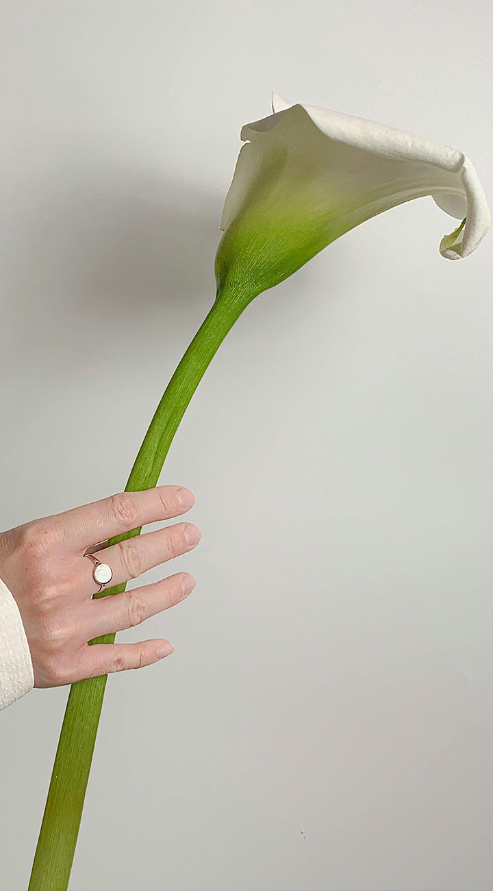Hand holding a large white calla flower against a plain background