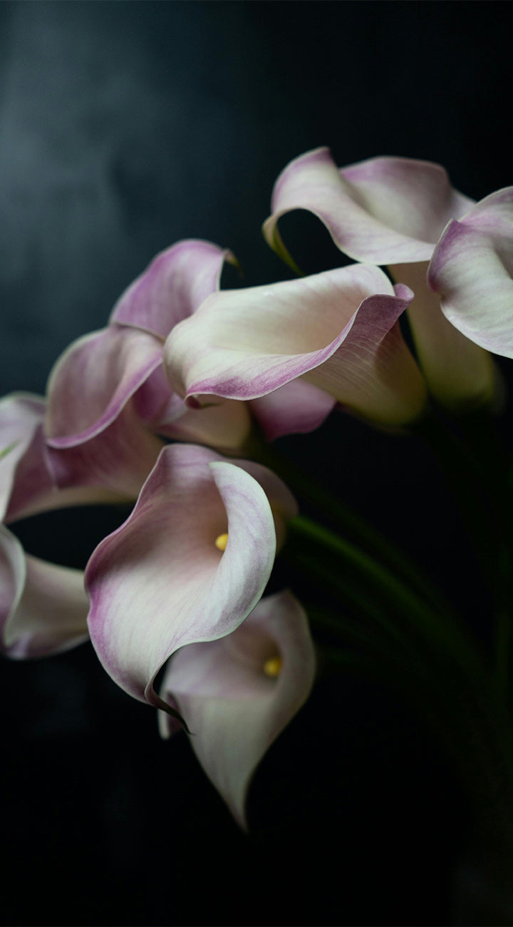 Close-up of pink and white calla lilies against a dark background