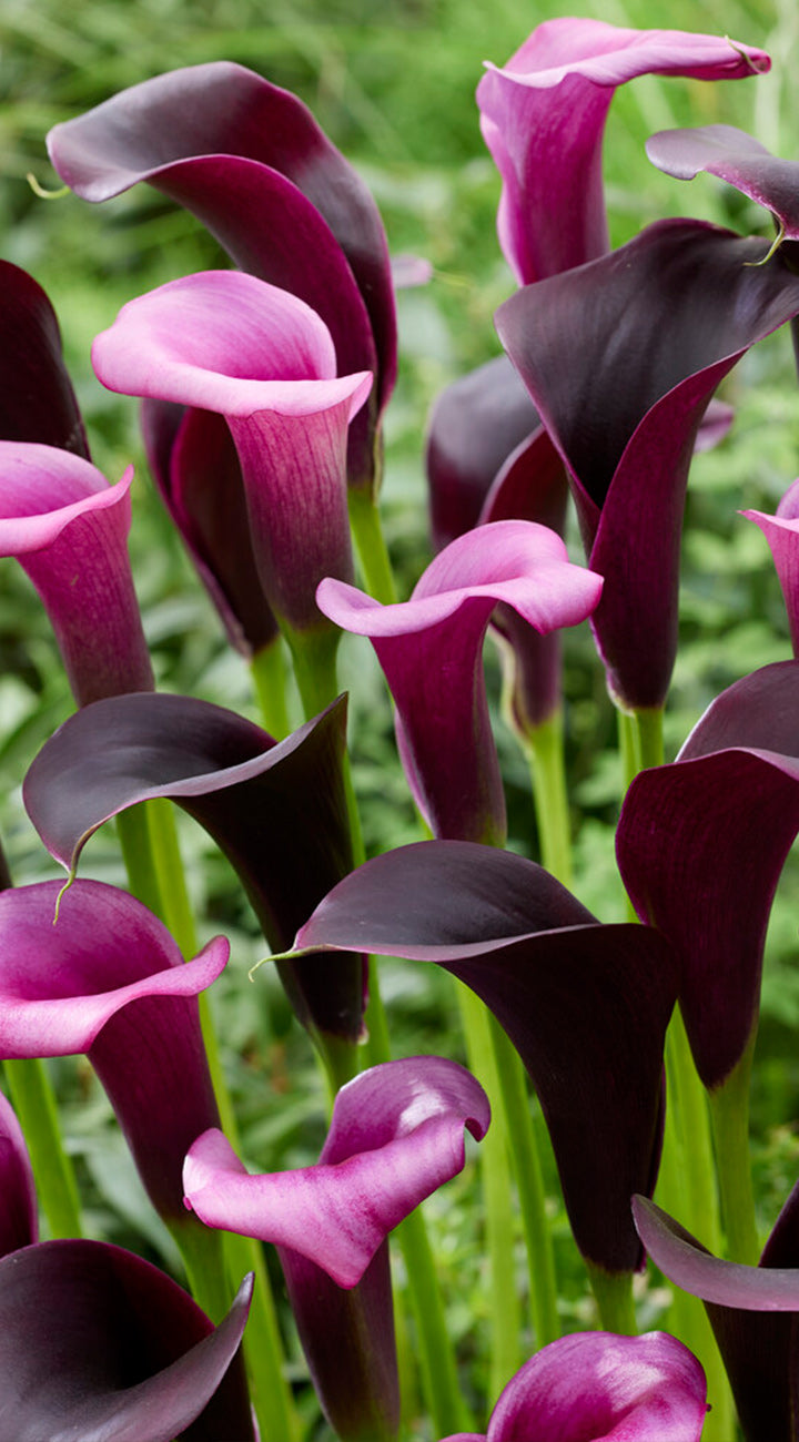 Close-up of purple and pink calla lilies with a blurred green background