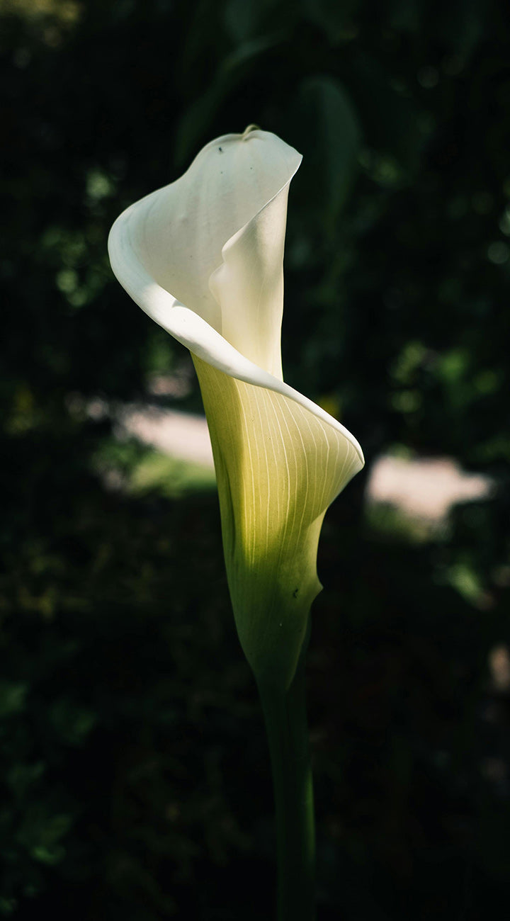 White calla lily flower against a dark background