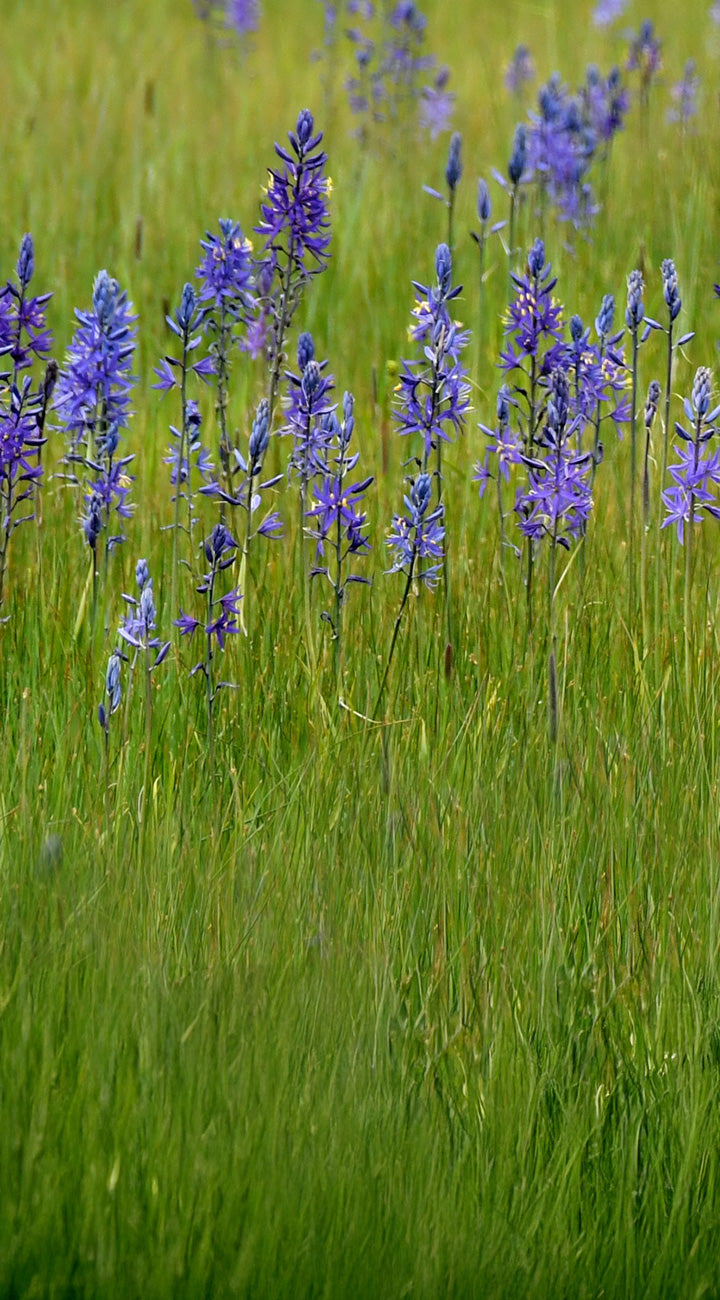 Purple camas wildflowers in a field of green grass