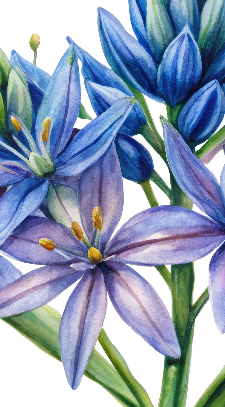 Close-up drawing of of blue and purple camas flowers with green leaves on a white background