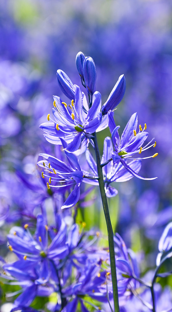 Close-up of a purple camas  flower with a blurred background