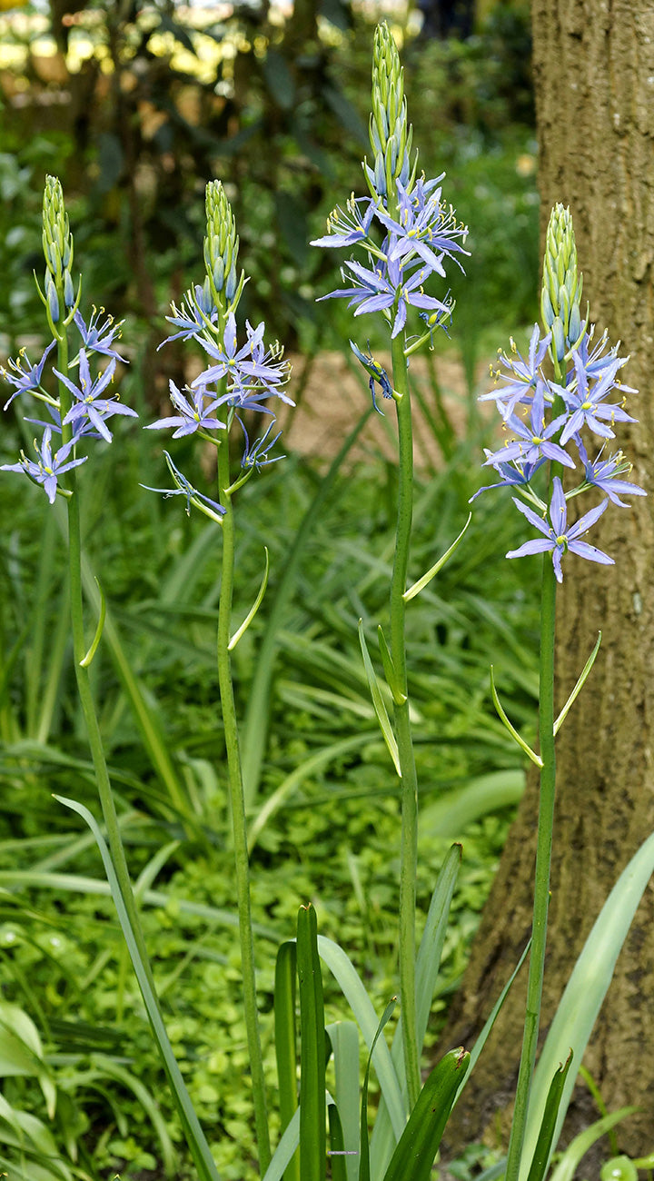 Blue camas flowers with green leaves growing near a tree trunk in a garden setting