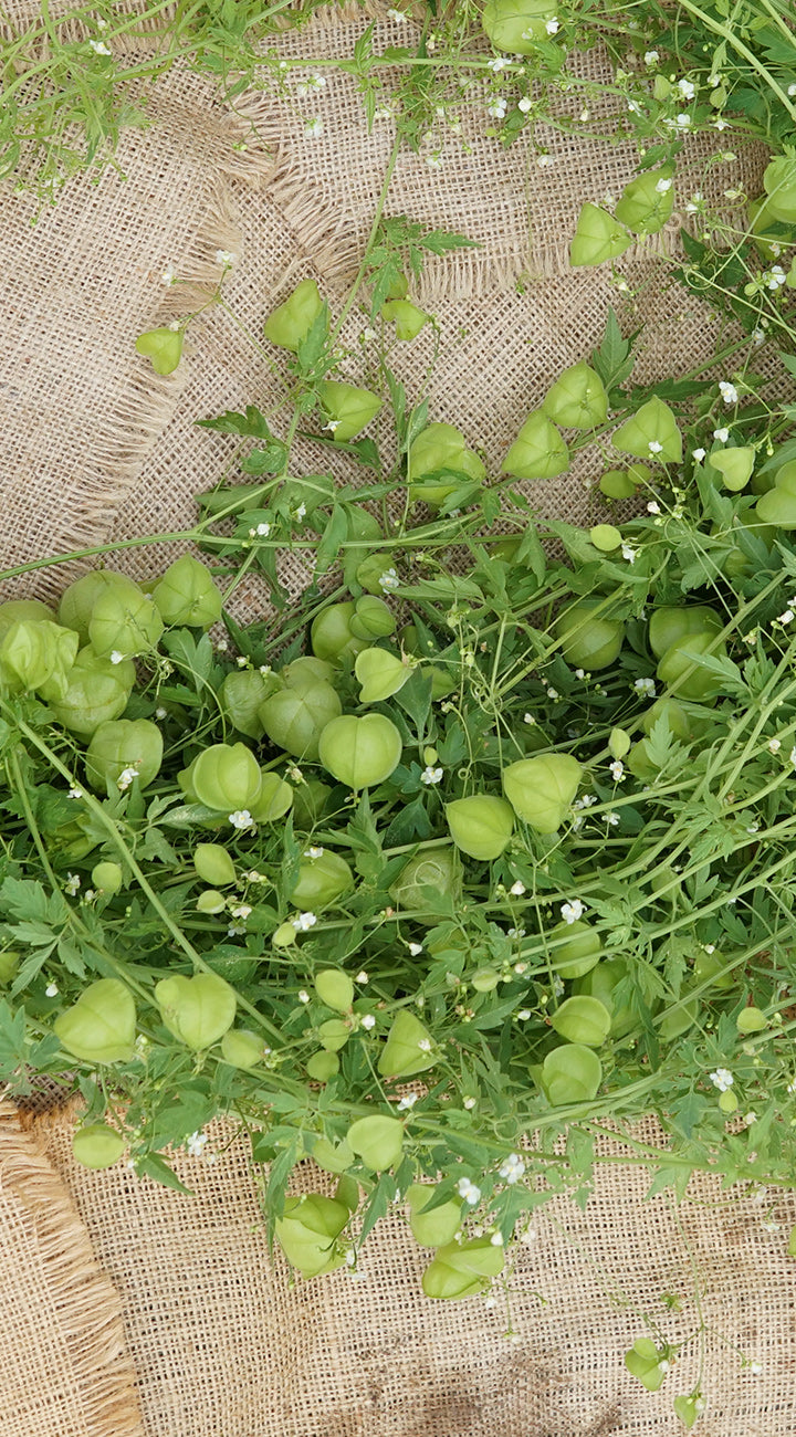 Green cardiospermum flowers and leaves on a textured brown background