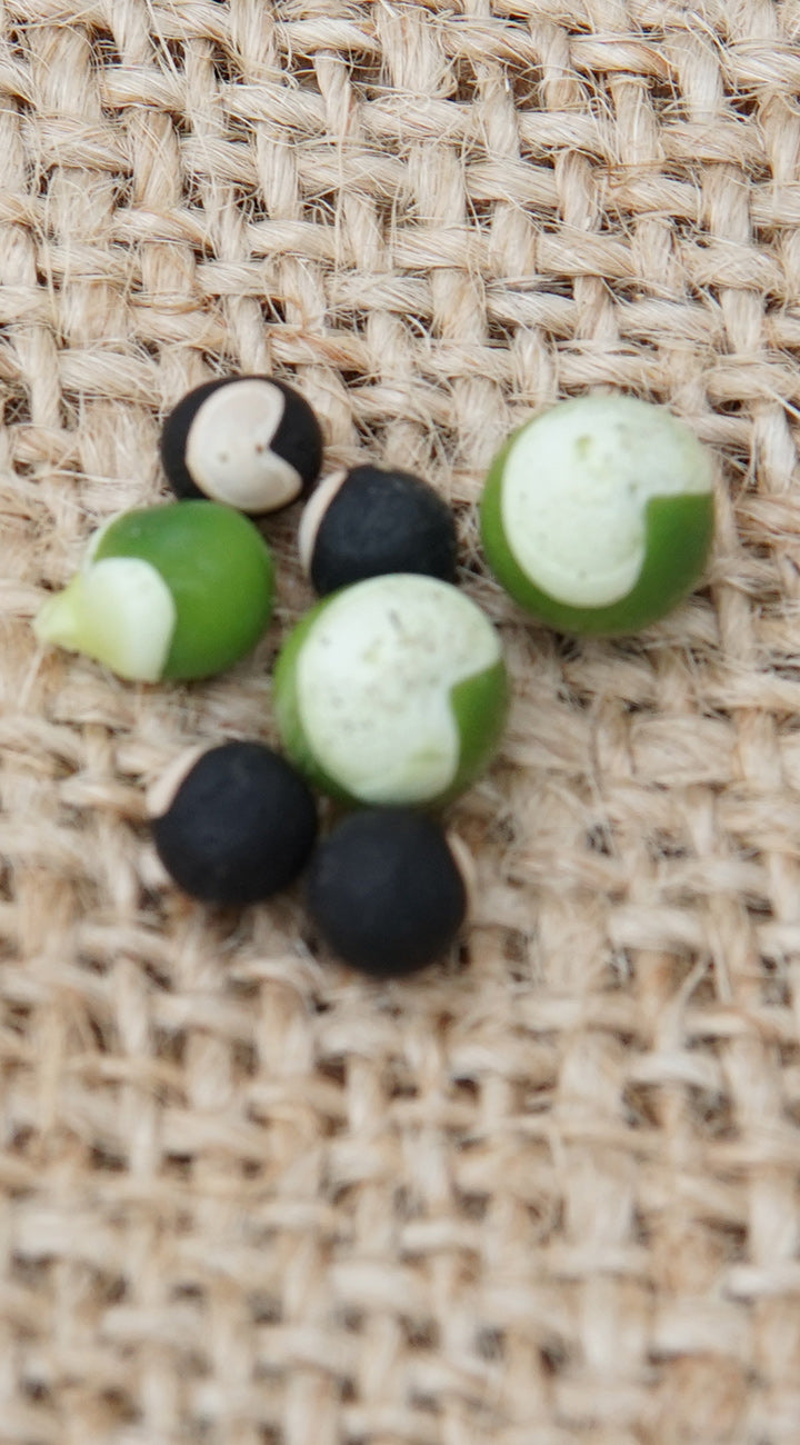 Black, green, and white cardiospermum on a textured beige background