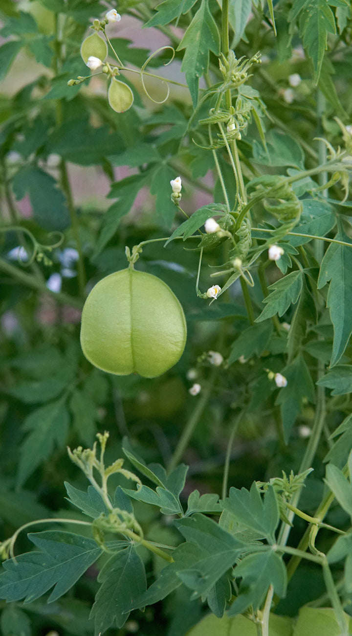 Green cardiospermum on a plant with leaves