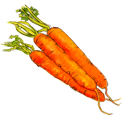 Decorative illustration of three carrots with green tops on a white background