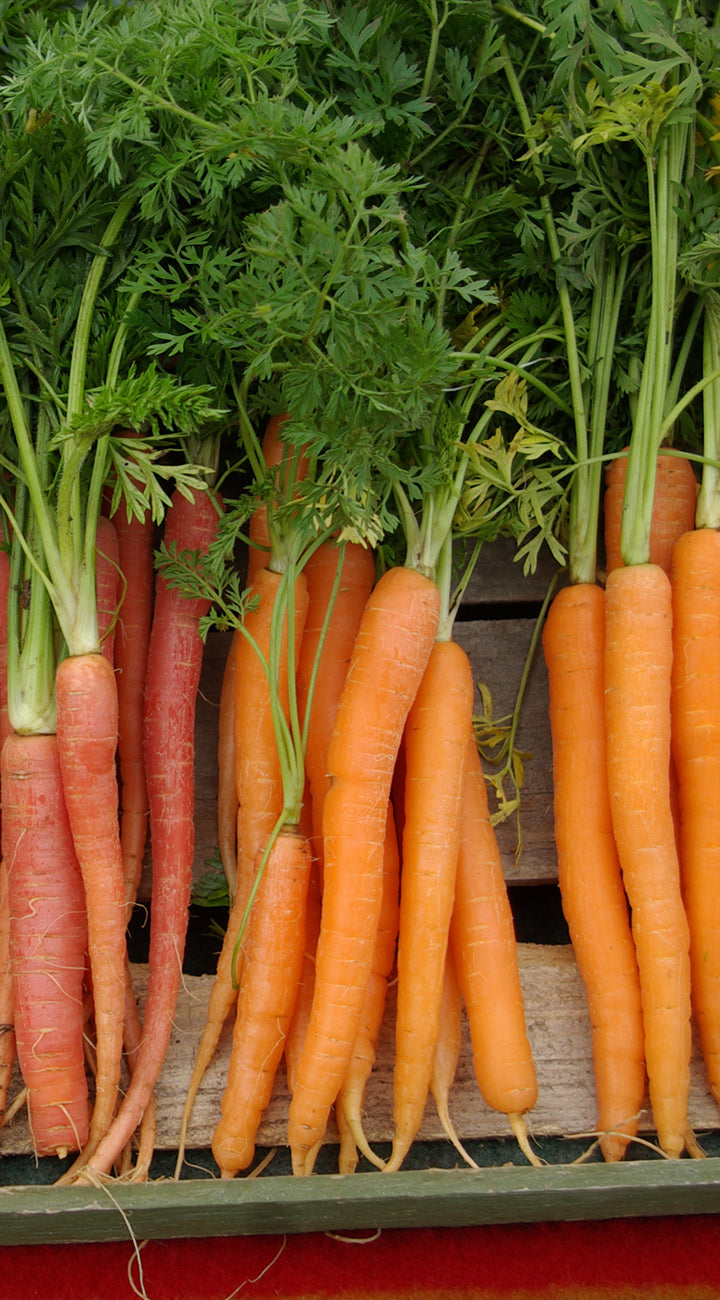 Bunch of fresh carrots with green tops on a wooden surface